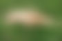 Naked in Nature