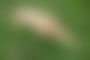 Naked in Nature